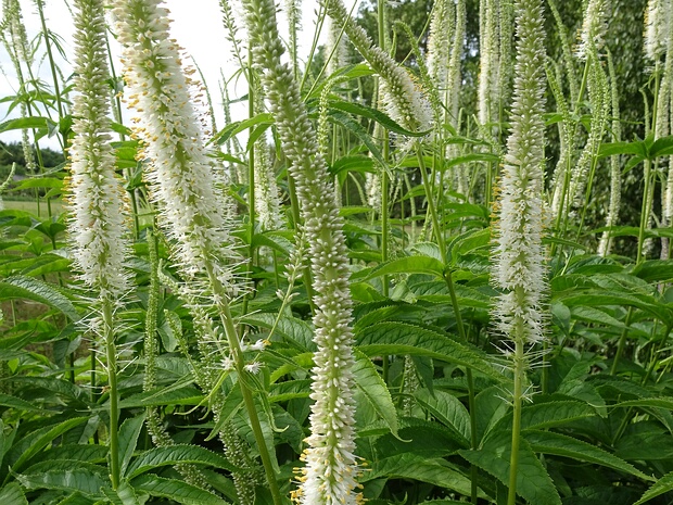 Вероникаструм сибирский - Veronicastrum sibiricum