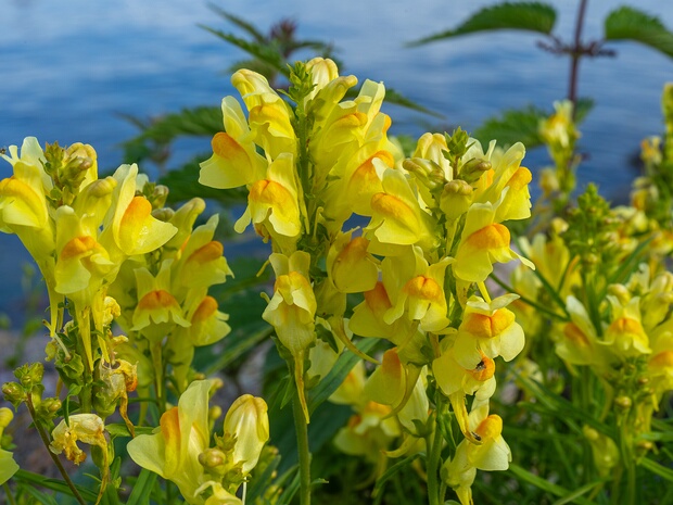 Льнянка обыкновенная - Linaria vulgaris