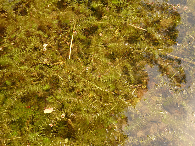 Пузырчатка x южная - Utricularia x australis
