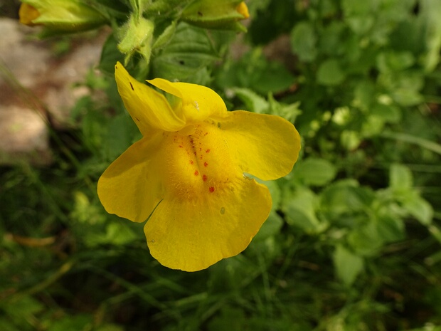 Губастик крапчатый - Mimulus guttatus