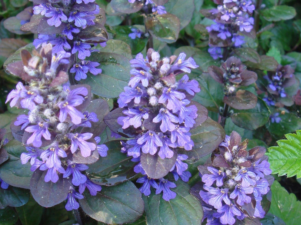 DSC00883