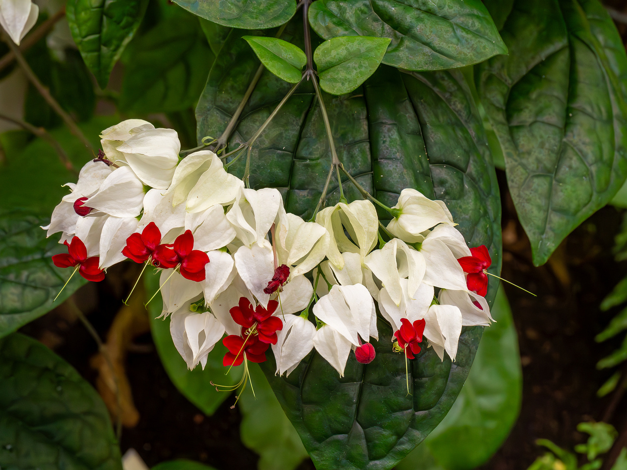 Clerodendrum thomsoniae _2025-04-12_1-1