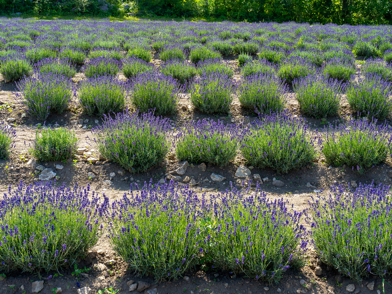 sootsu_lavendel_farm_lavender_field-1