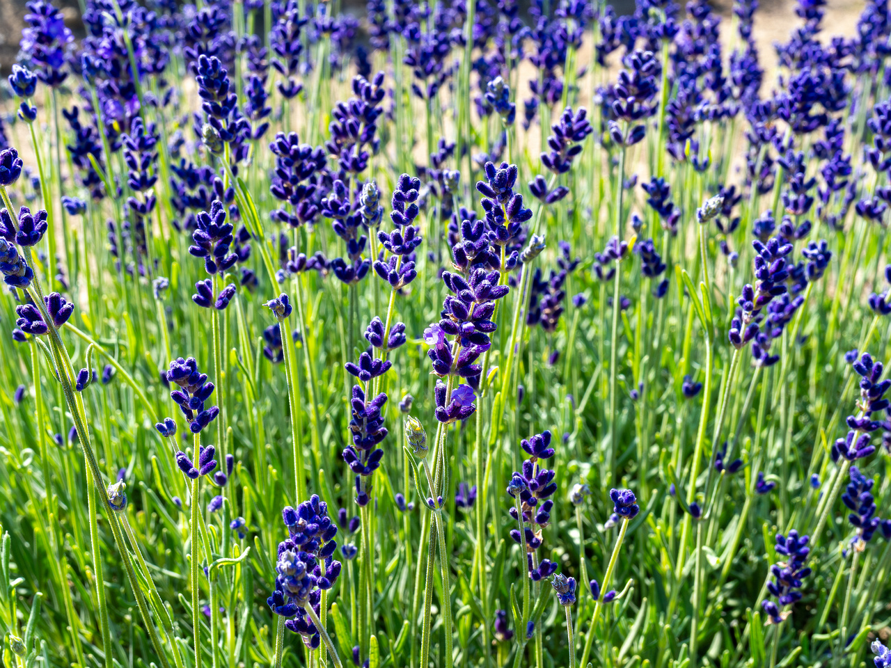 sootsu_lavendel_farm_lavender_field-10