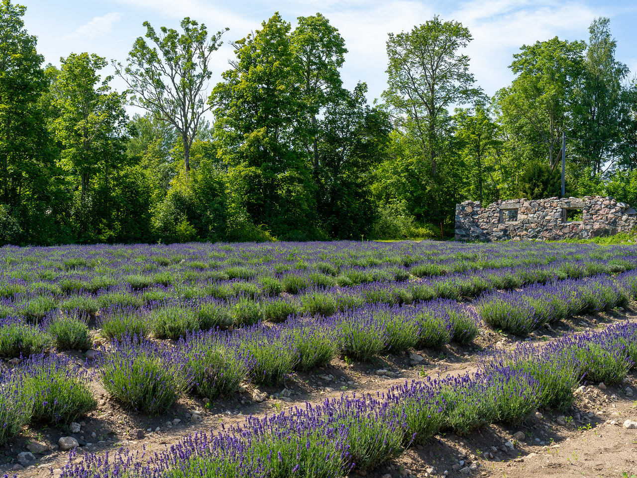 sootsu_lavendel_farm_lavender_field-11