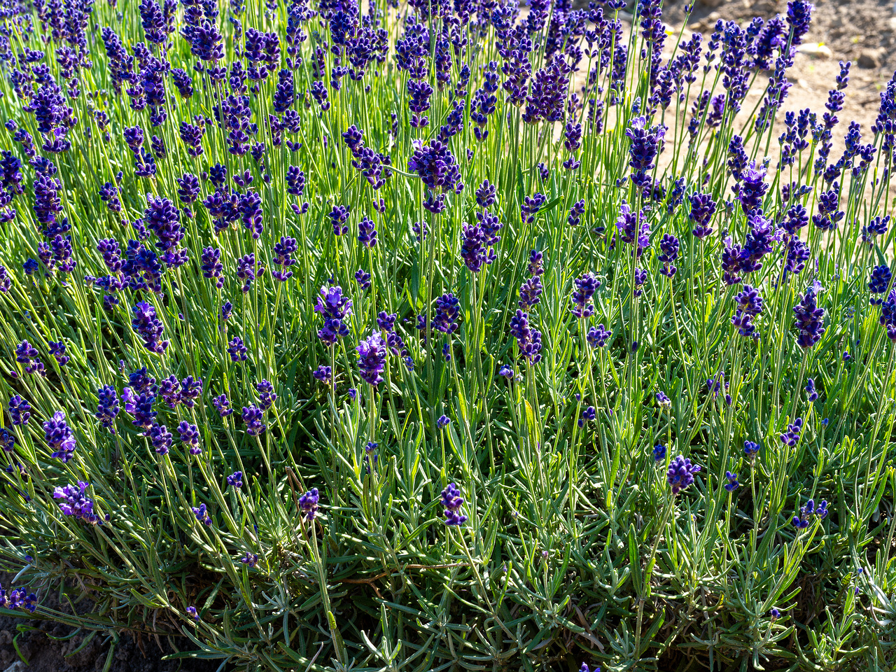 sootsu_lavendel_farm_lavender_field-12