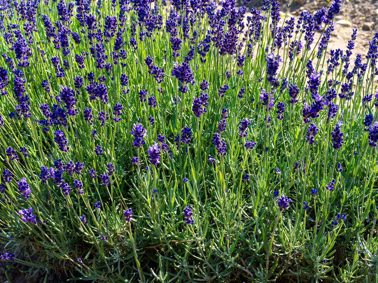 sootsu_lavendel_farm_lavender_field-13