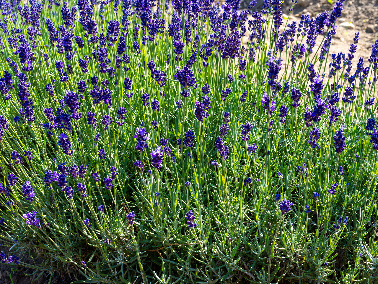 sootsu_lavendel_farm_lavender_field-14