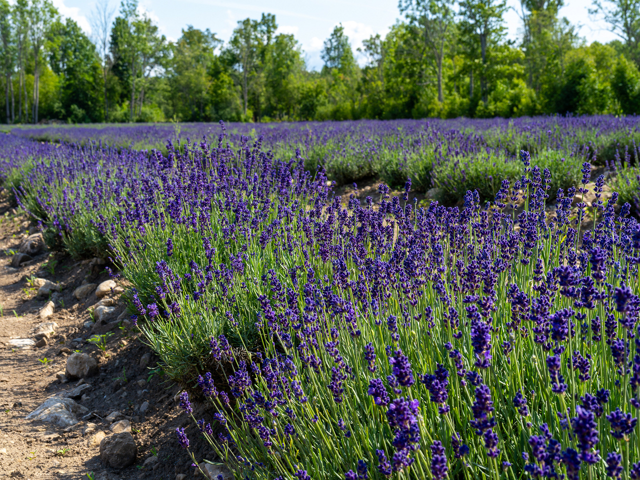 sootsu_lavendel_farm_lavender_field-15