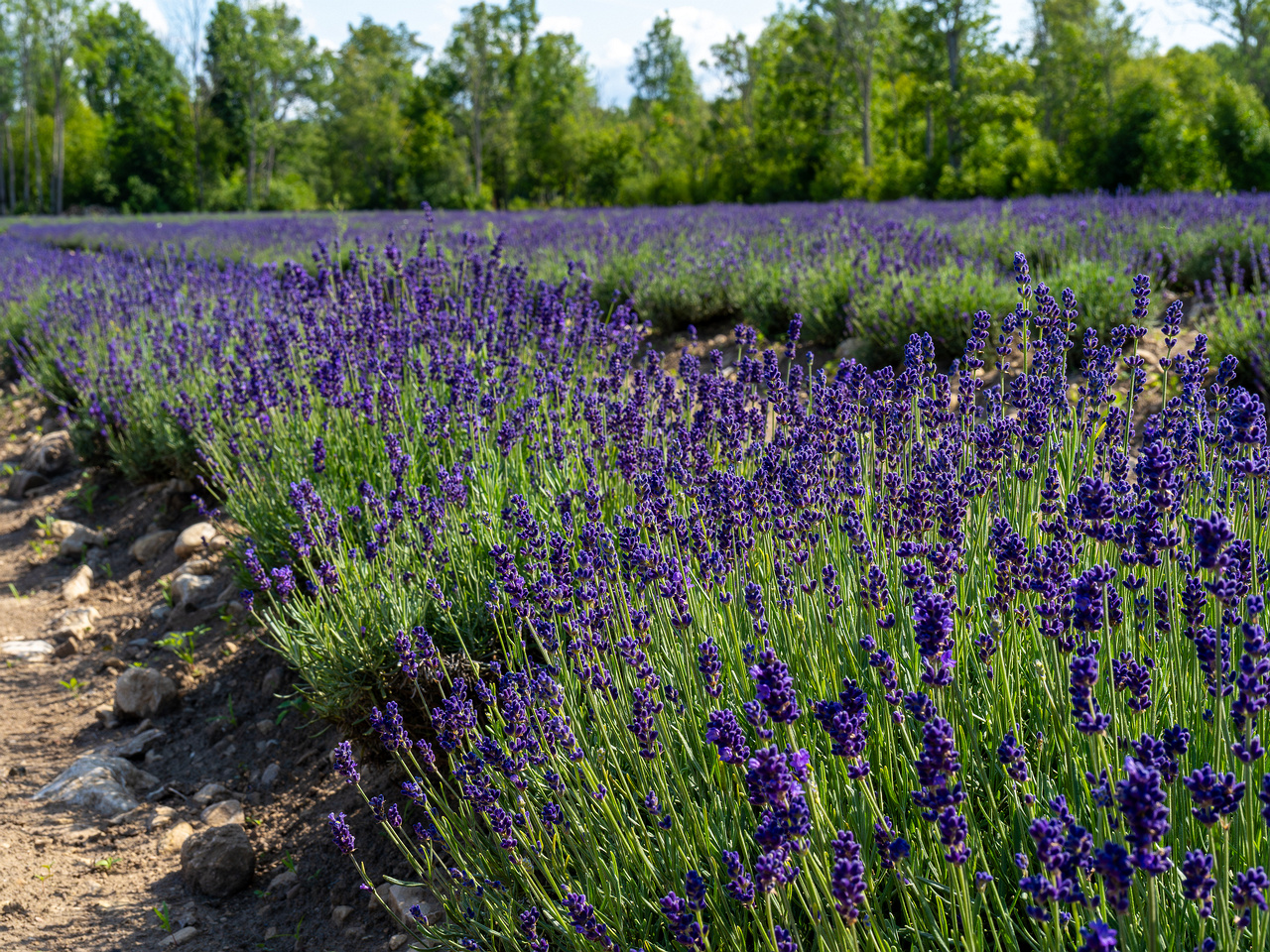 sootsu_lavendel_farm_lavender_field-16