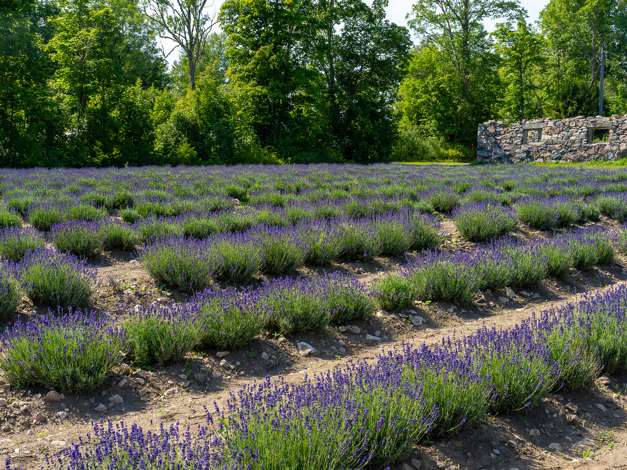 sootsu_lavendel_farm_lavender_field-2