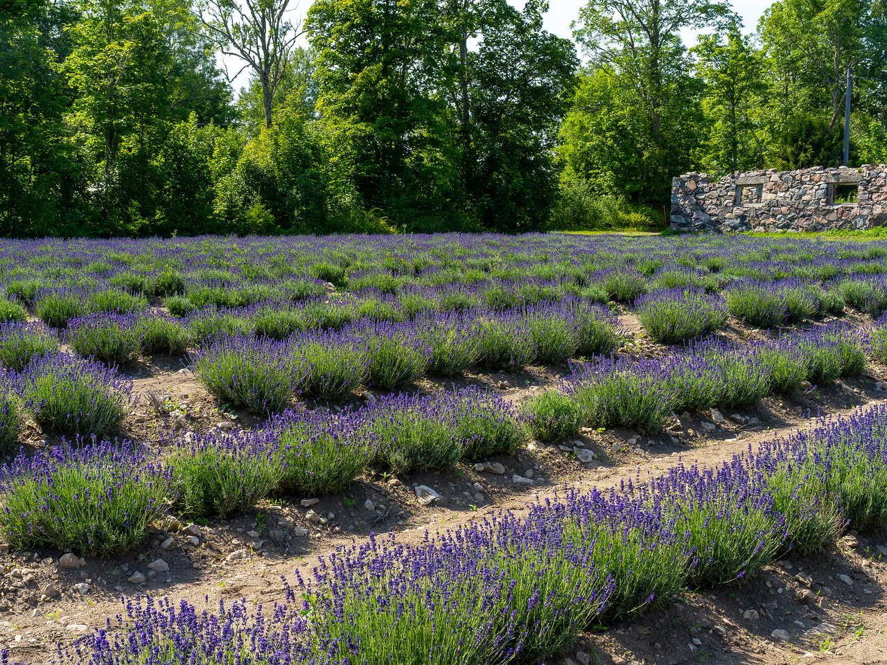 sootsu_lavendel_farm_lavender_field-3