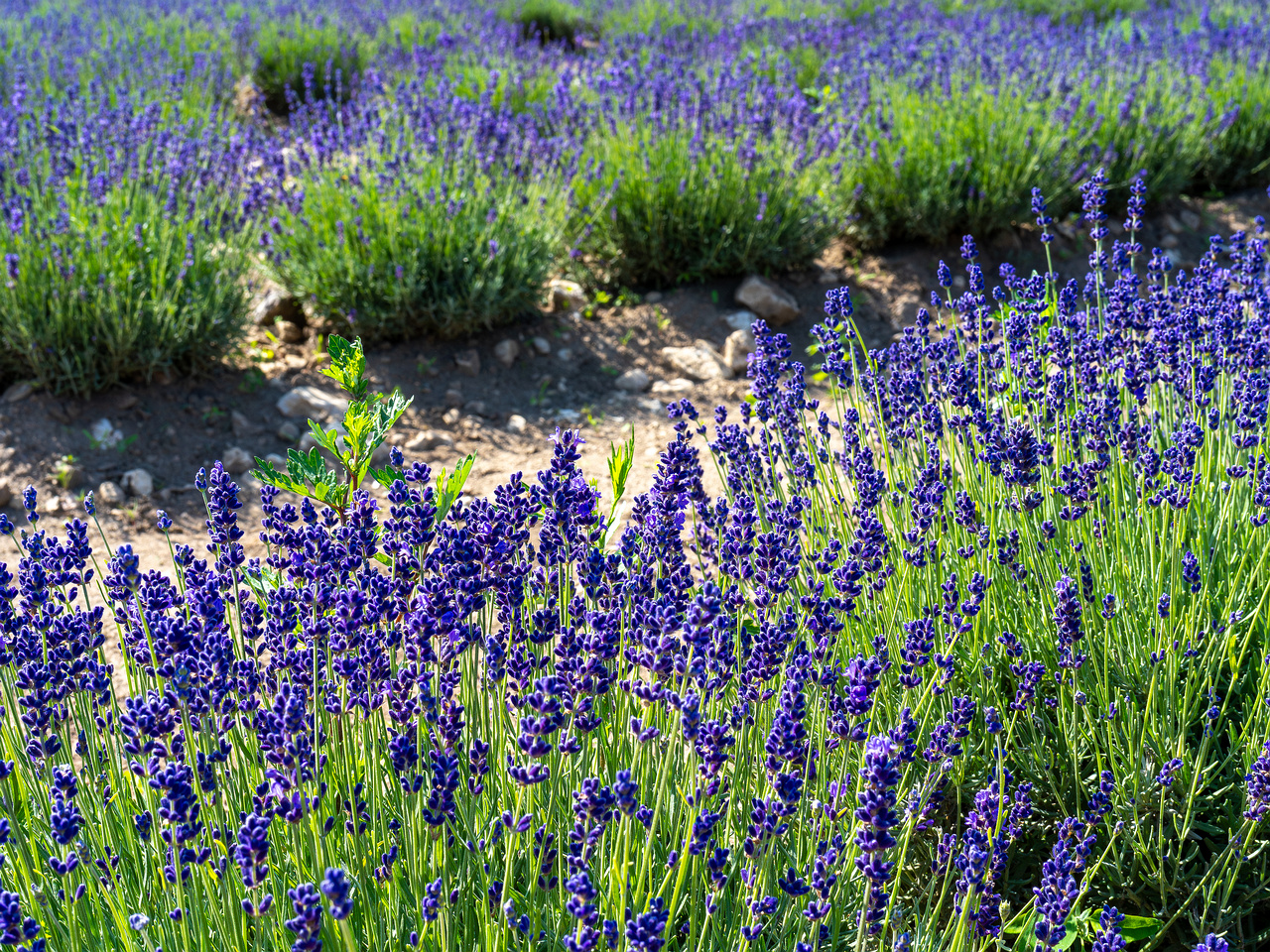 sootsu_lavendel_farm_lavender_field-4