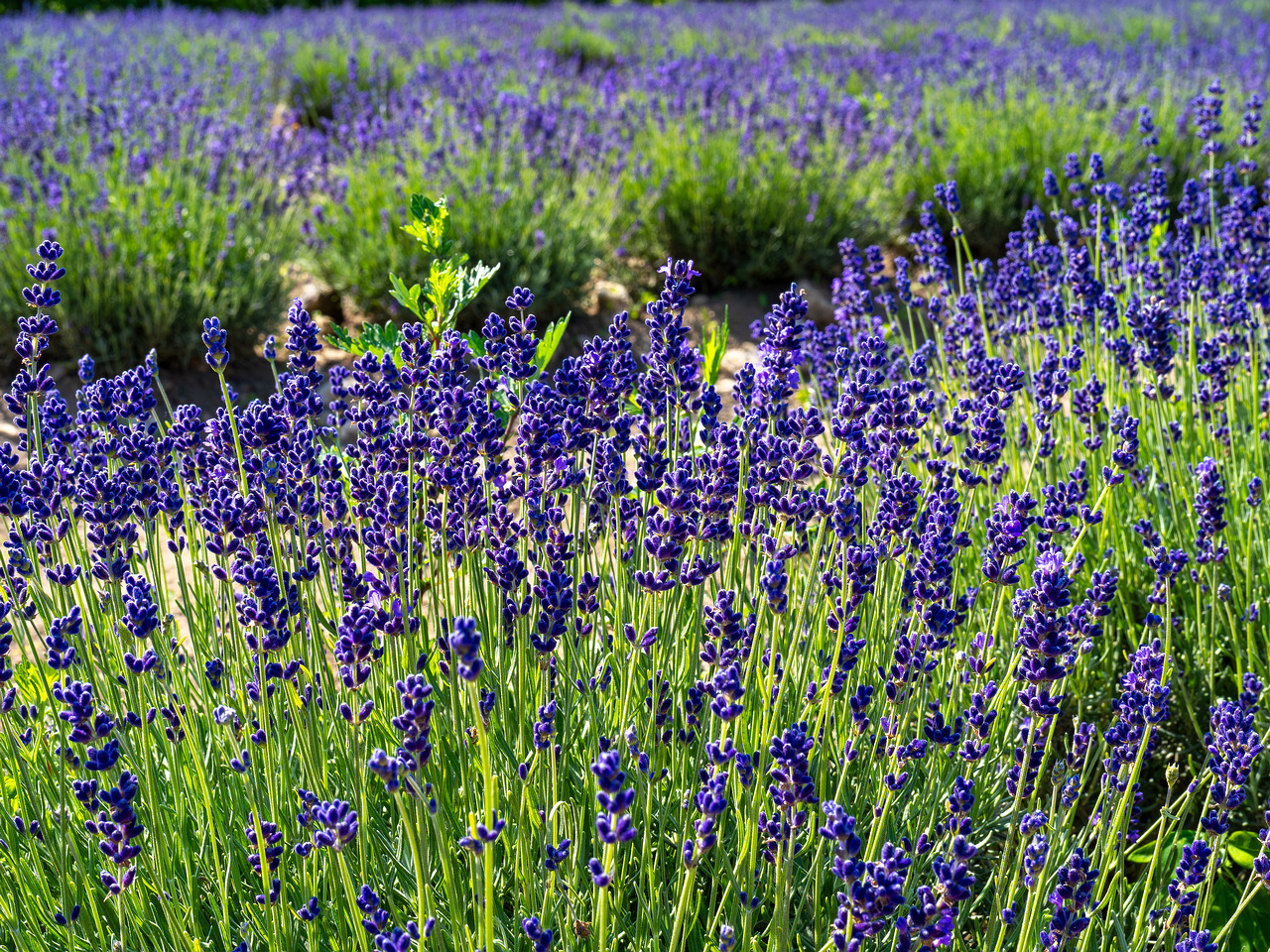 sootsu_lavendel_farm_lavender_field-5