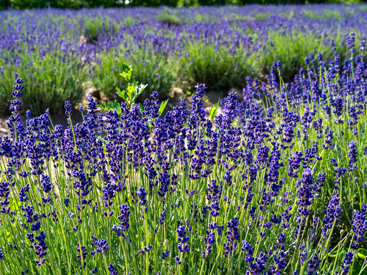 sootsu_lavendel_farm_lavender_field-6