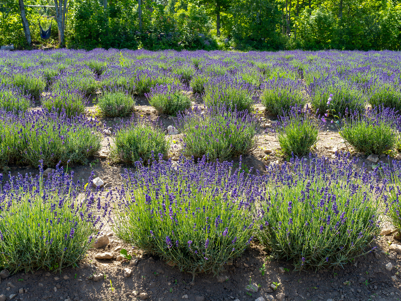 sootsu_lavendel_farm_lavender_field-7