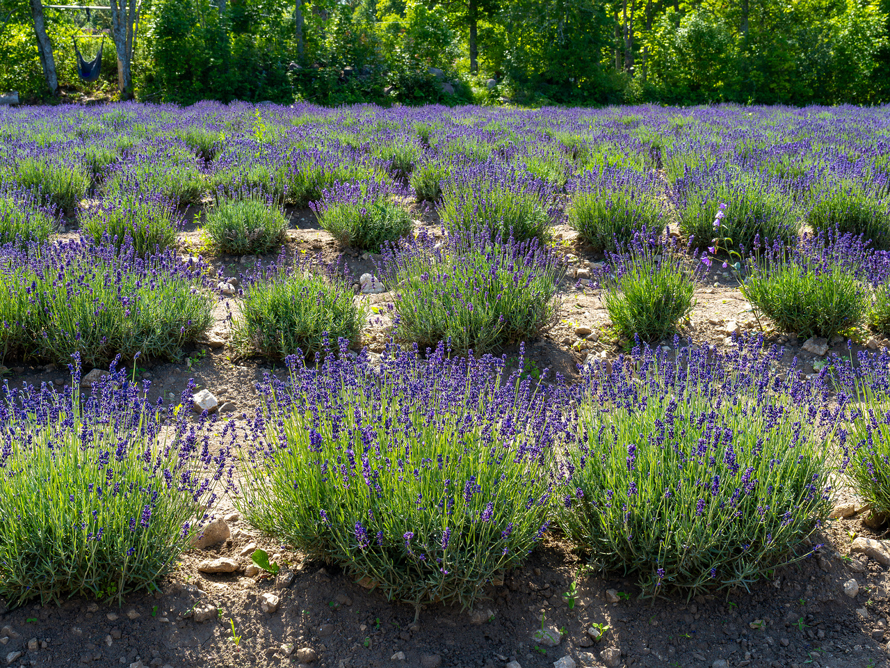 sootsu_lavendel_farm_lavender_field-8