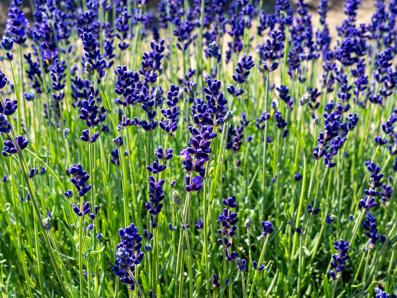 sootsu_lavendel_farm_lavender_field-9