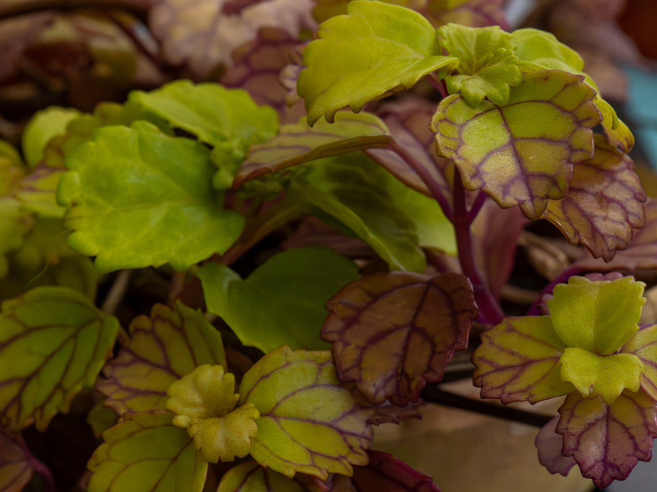 Plectranthus verticillatus _2025-04-12_1-7