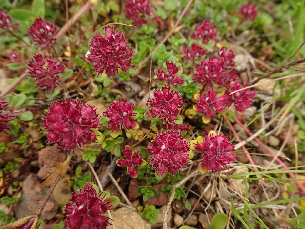 Thymus praecox subsp. arcticus 23-Jul-19 _ 13_55_06