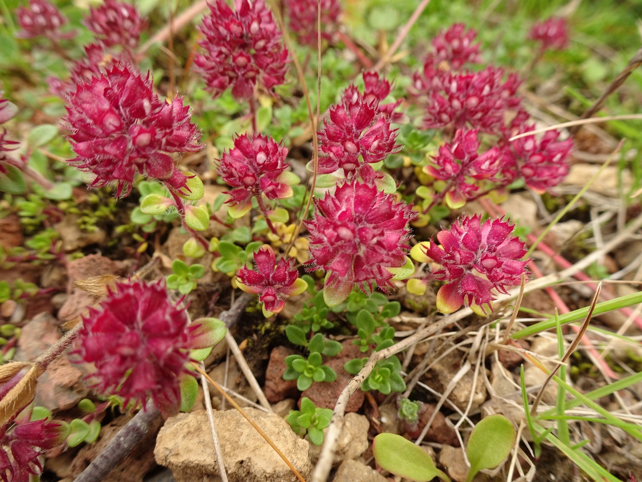 Thymus praecox subsp. arcticus 23-Jul-19 _ 13_55_16