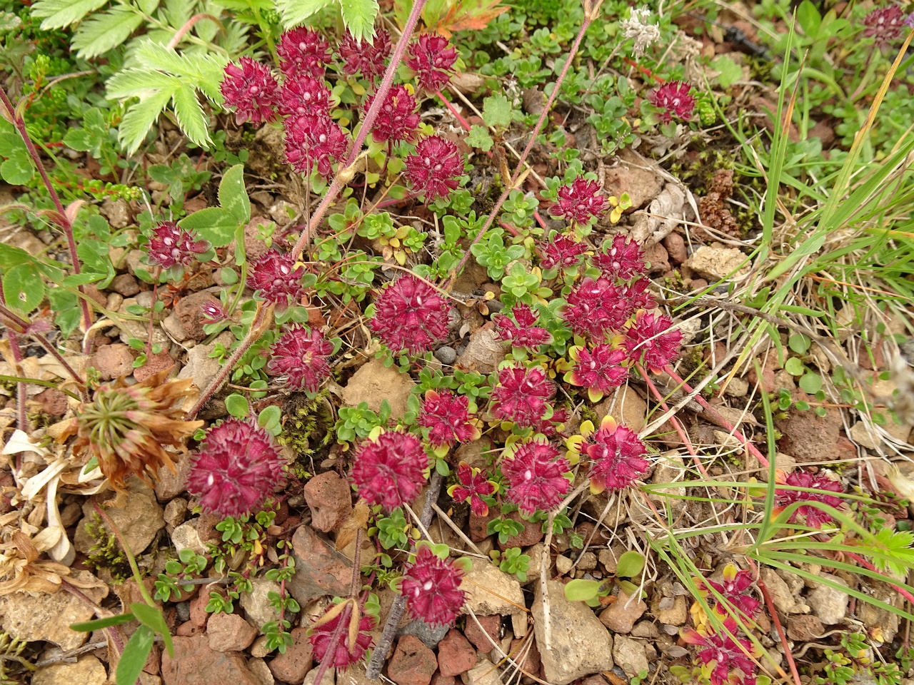 Thymus praecox subsp. arcticus 23-Jul-19 _ 13_55_20