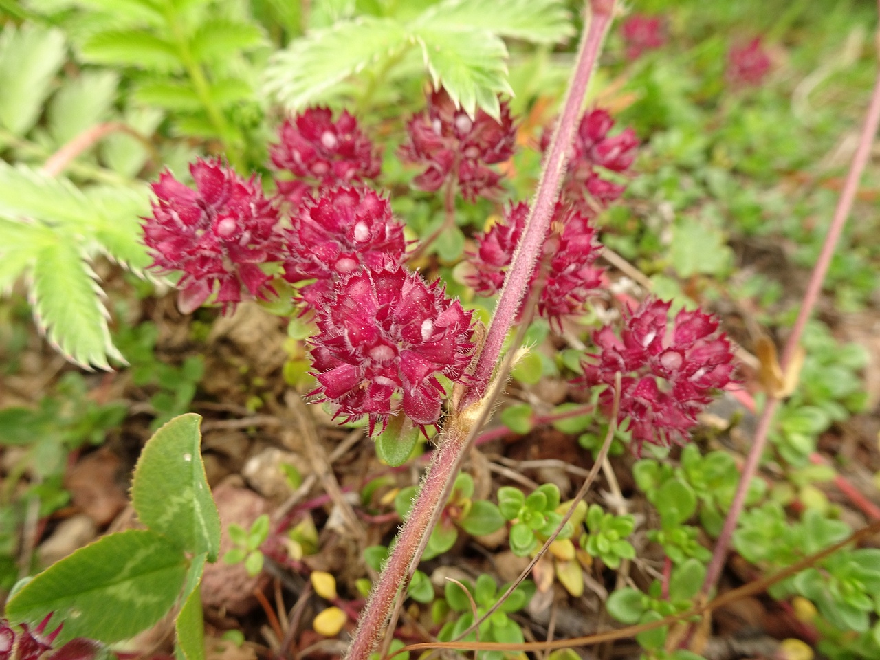 Thymus praecox subsp. arcticus 23-Jul-19 _ 13_55_28
