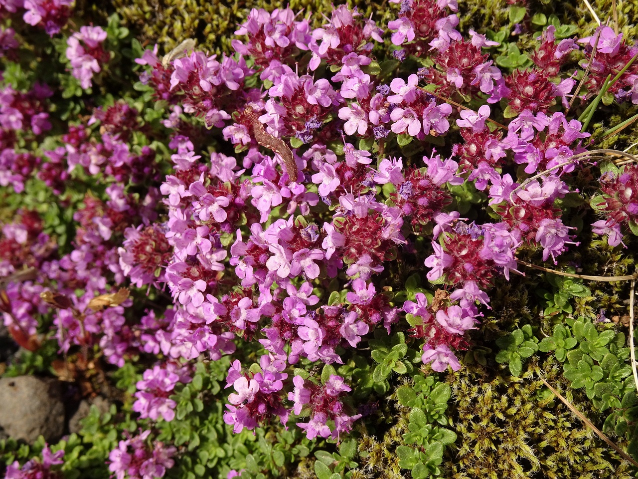 Thymus praecox subsp. arcticus 25-Jul-19 _ 17_03_32