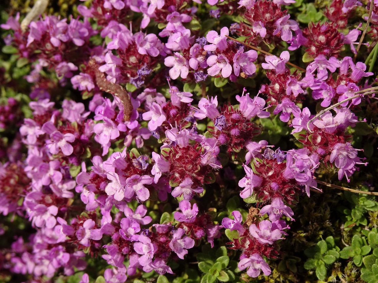 Thymus praecox subsp. arcticus 25-Jul-19 _ 17_03_38