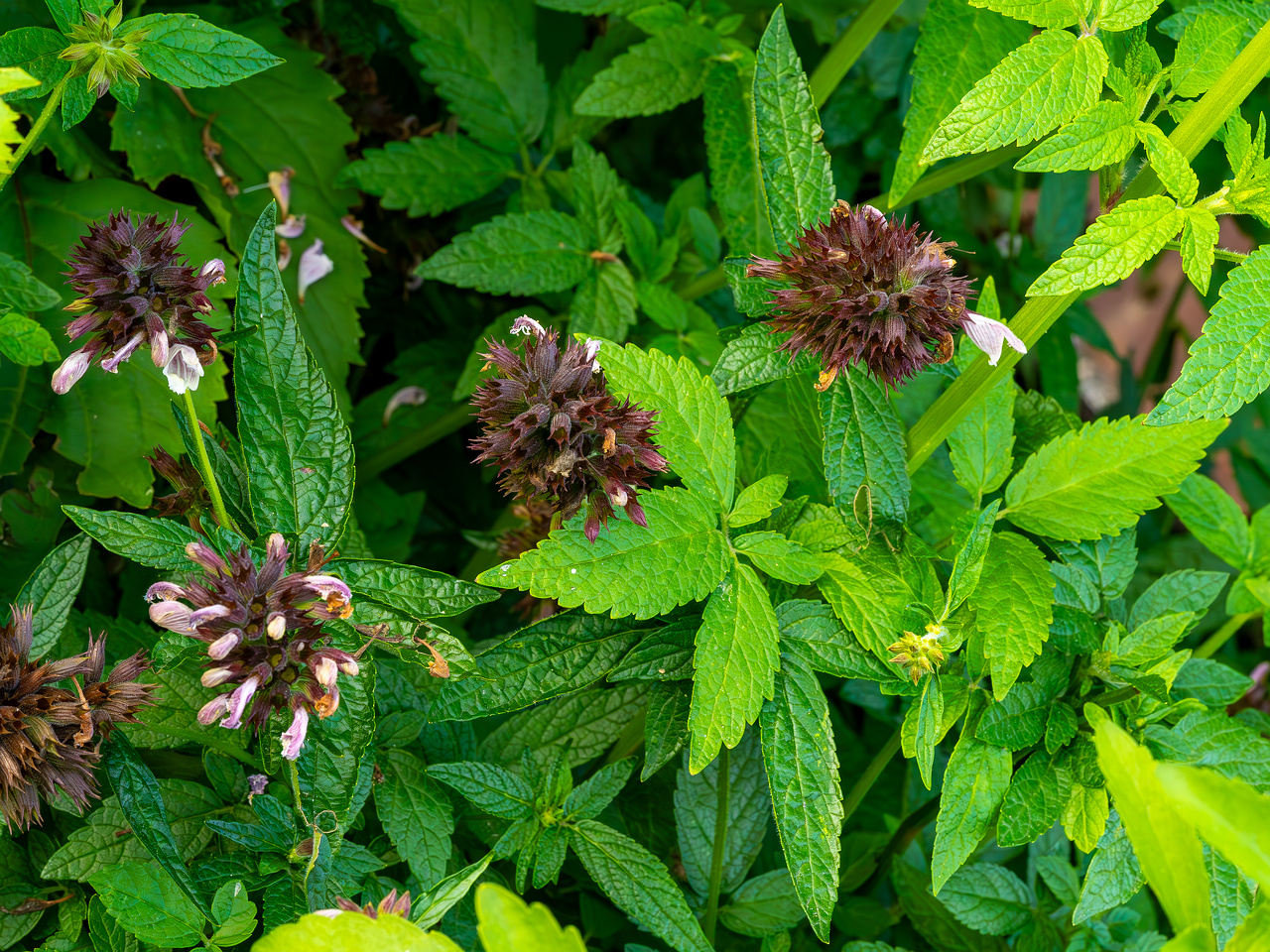 botanical_garden_tallinn_agricultural_plants-31