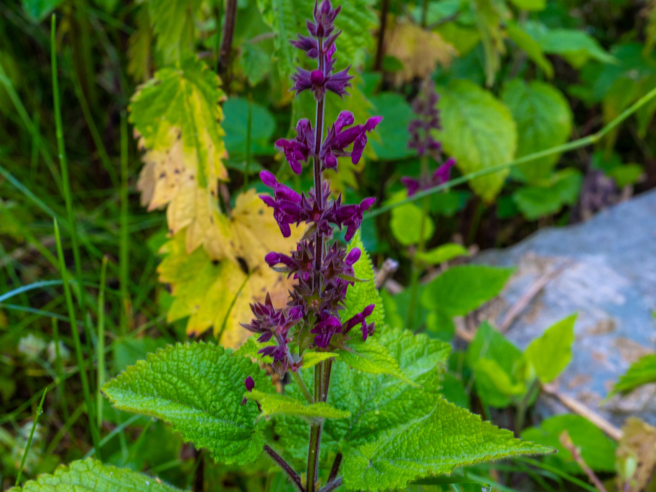 lauluvaeljak_forest_corner-20