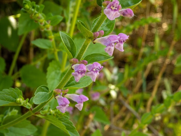 Шлемник Колонны - Scutellaria columnae
