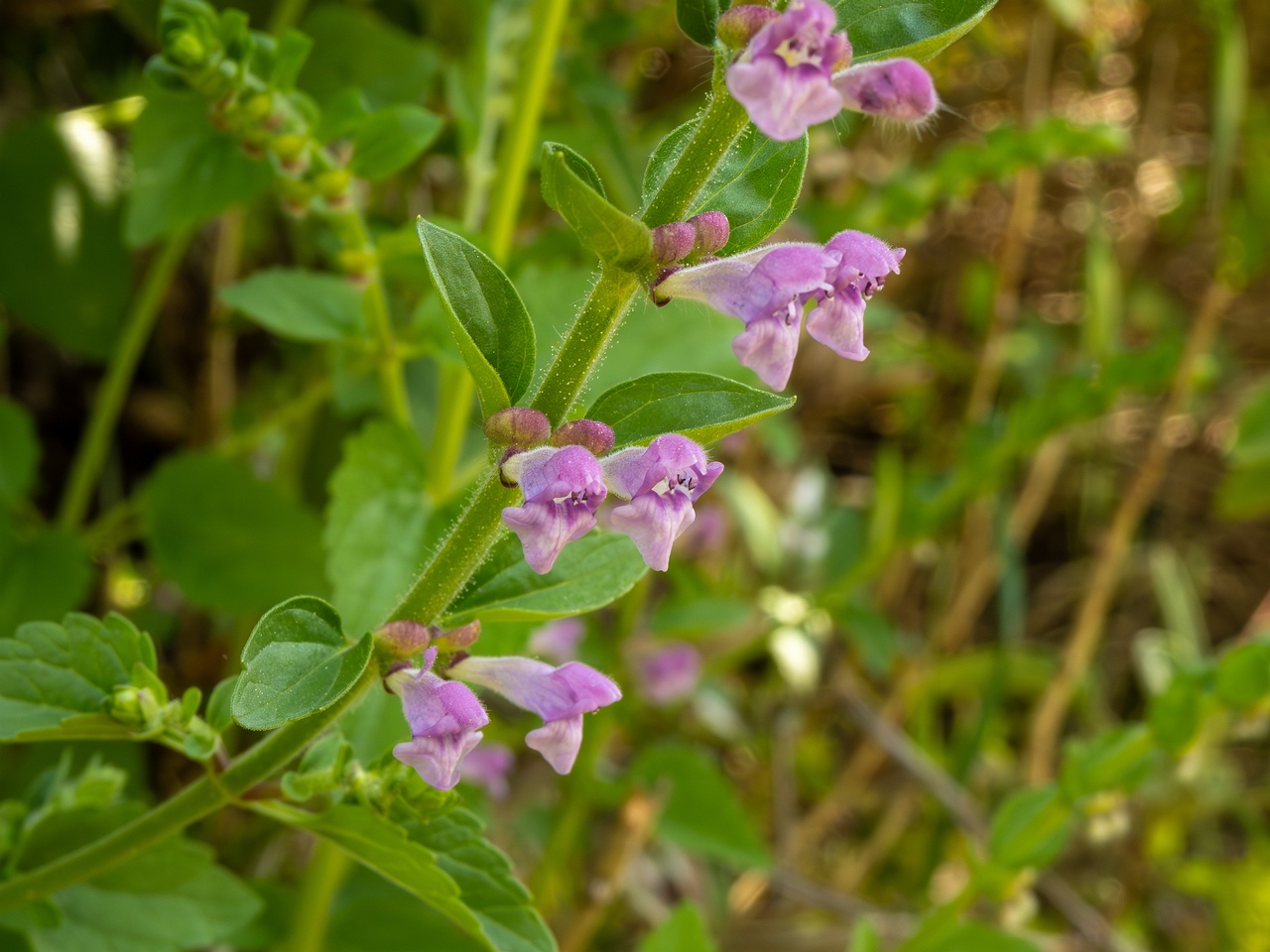 !Scutellaria columnae _2025-05-13_1-6