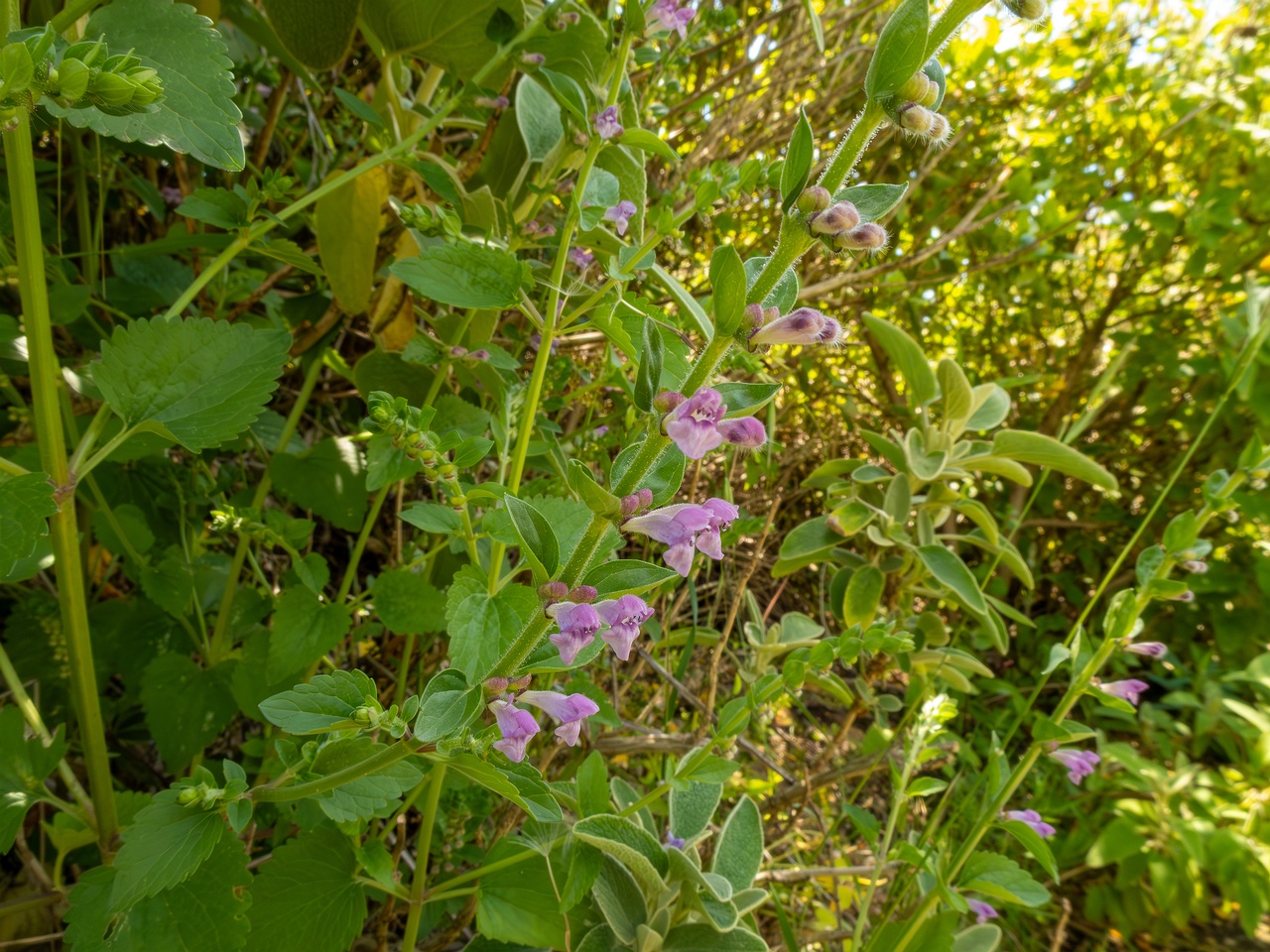 Scutellaria columnae _2025-05-13_1-1