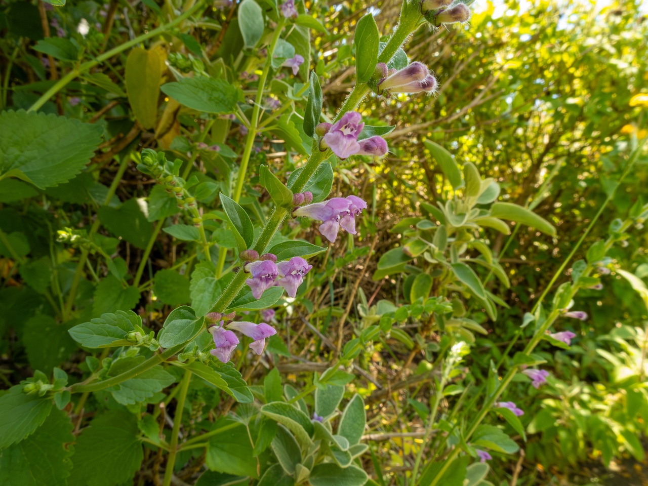 Scutellaria columnae _2025-05-13_1-2