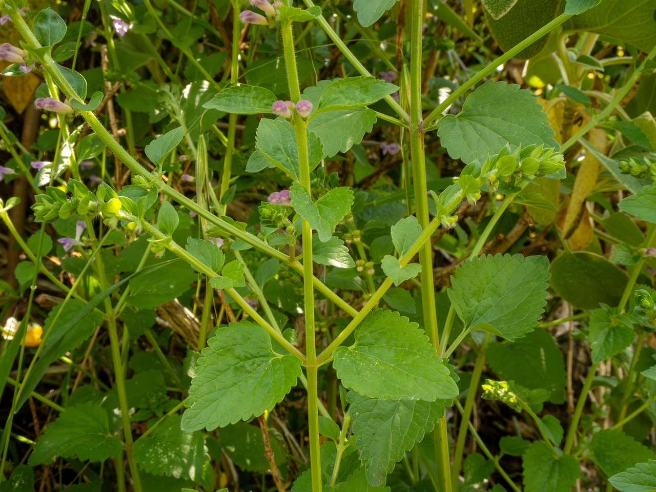 Scutellaria columnae _2025-05-13_1-3