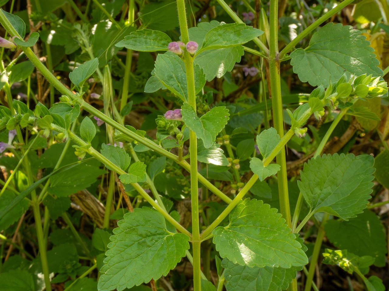 Scutellaria columnae _2025-05-13_1-4