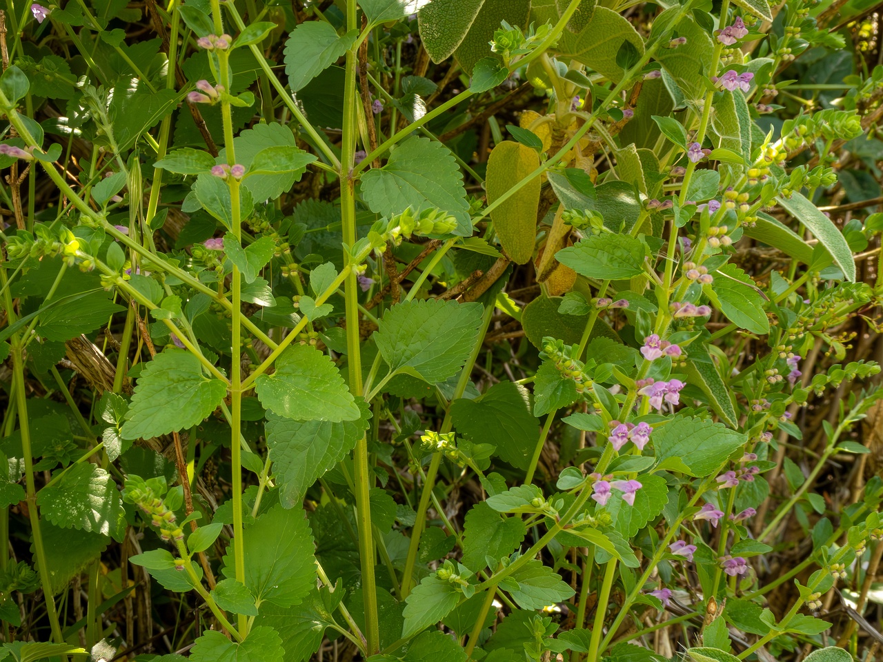 Scutellaria columnae _2025-05-13_1-5