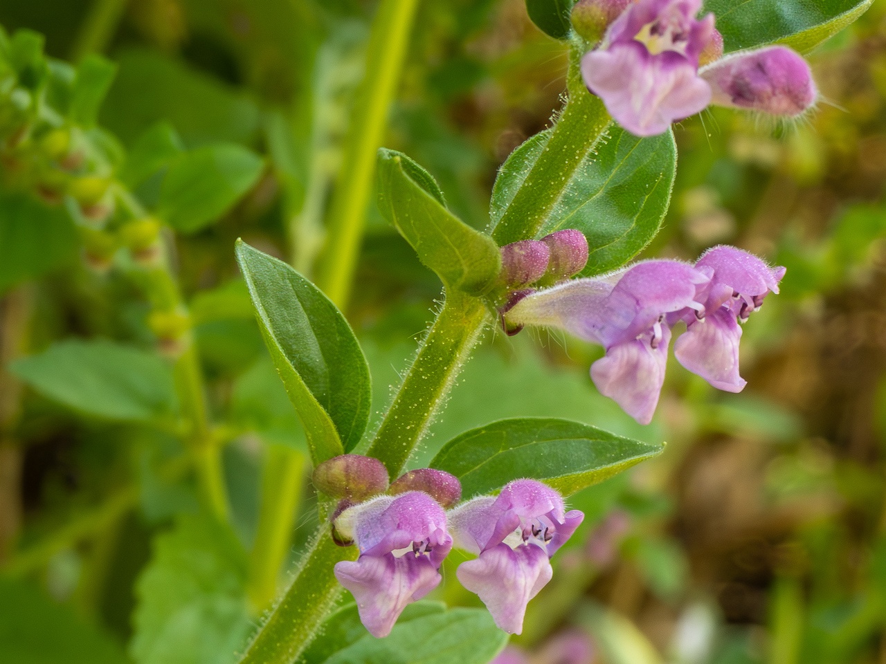 Scutellaria columnae _2025-05-13_1-7