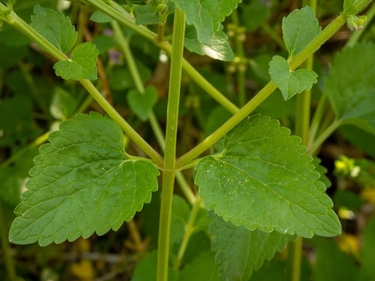Scutellaria columnae _2025-05-13_1-8