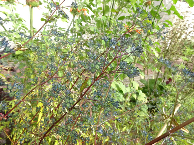 Аметистея голубая - Amethystea caerulea