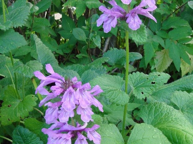 Буквица крупноцветковая - Betonica grandiflora