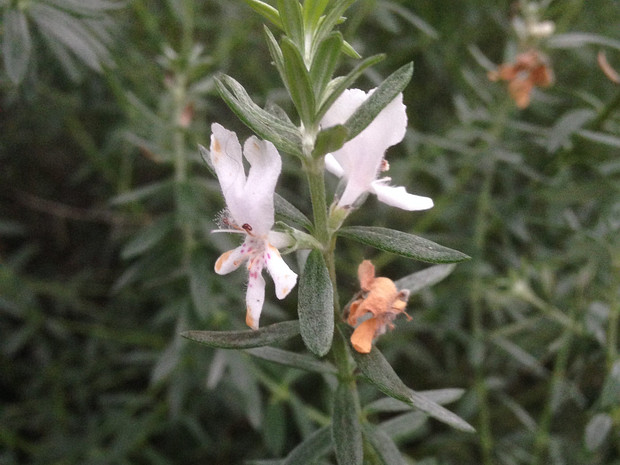 Вестрингия кустарниковая - Westringia fruticosa