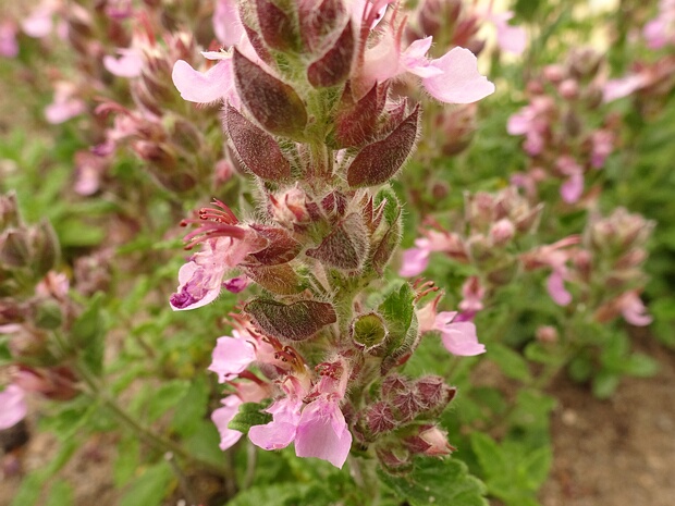 Дубровник обыкновенный - Teucrium chamaedrys
