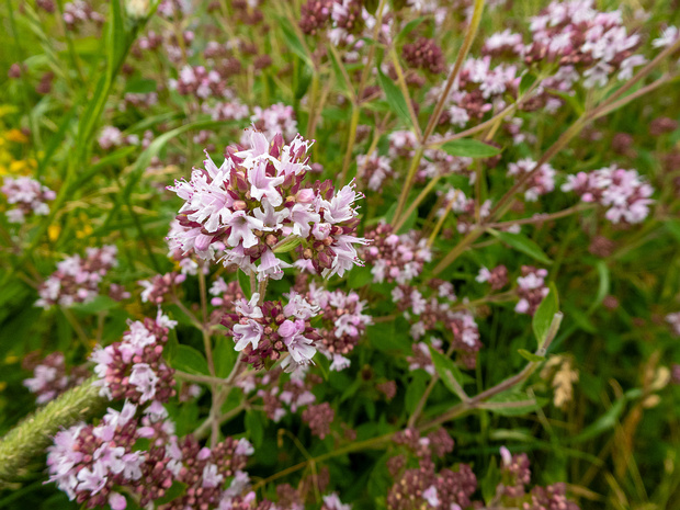 Душица обыкновенная - Origanum vulgare