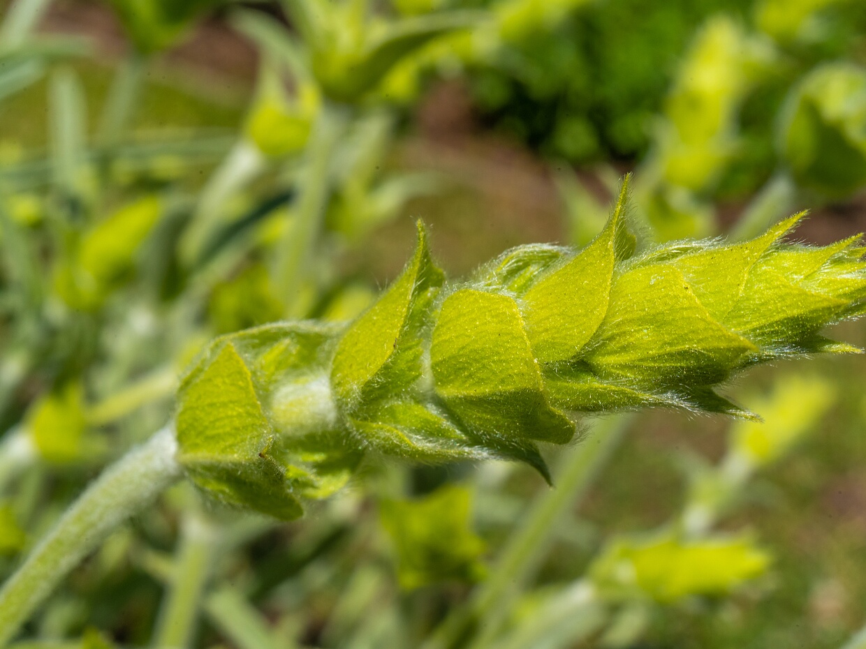 Железница скардская - Sideritis scardica