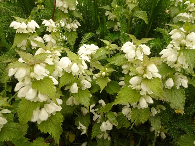 Яснотка белая - Lamium album