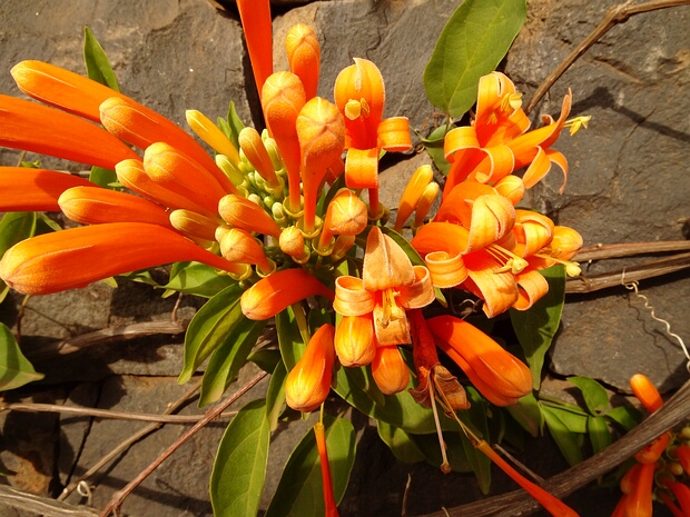 Бигнониевые - Bignoniaceae Bignoniaceae is a family of flowering plants in the order Lamiales commonly known as the bignonias. It is not known to...