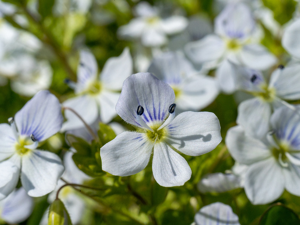 Подорожниковые - Plantaginaceae Plantaginaceae, the plantain family, is a family of flowering plants in the order Lamiales. The type genus is Plantago...
