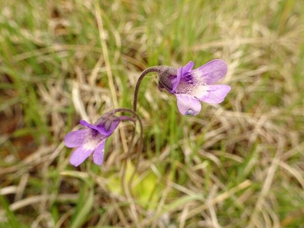 Пузырчатковые - Lentibulariaceae Lentibulariaceae, the bladderwort family, is a family of carnivorous plants containing three genera: Genlisea, the...